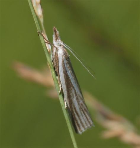 Crambus perlella